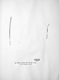 Epichloe typhina image